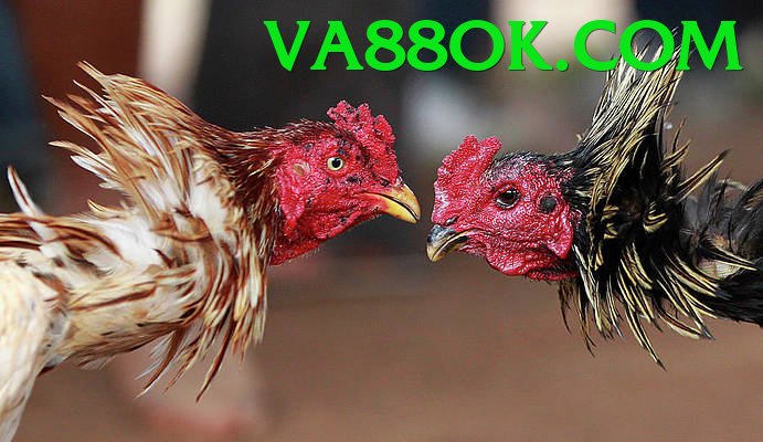 Đá Gà Trực Tiếp - va88 - Chính sách